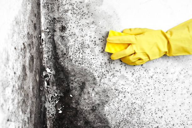 Best Toxic Mold Removal  in Culloden, WV