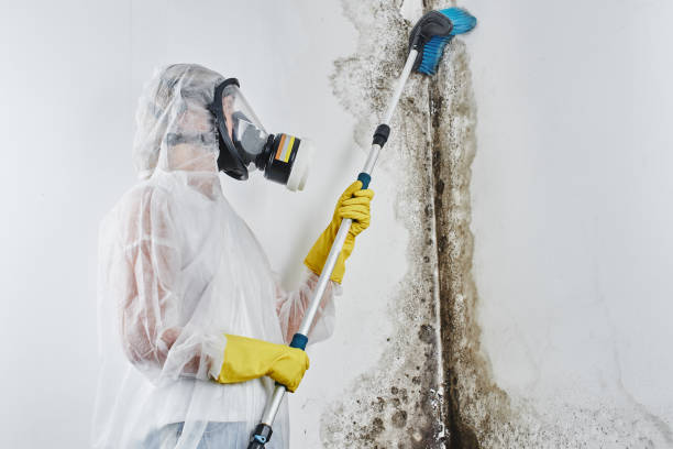 Best Attic Mold Removal  in Culloden, WV