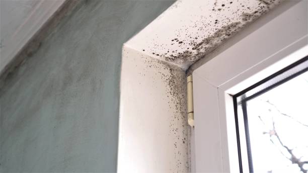Best Mold Testing  in Culloden, WV