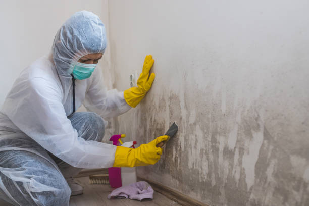 Trusted Culloden, WV Mold Removal Experts