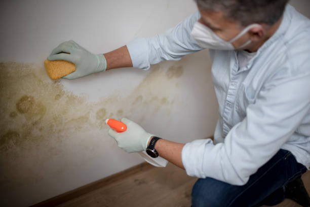 Best Crawl Space Mold Removal  in Culloden, WV