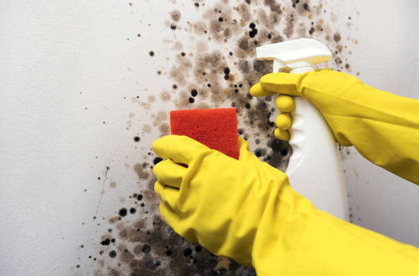 Crawl Space Mold Removal in Culloden, WV