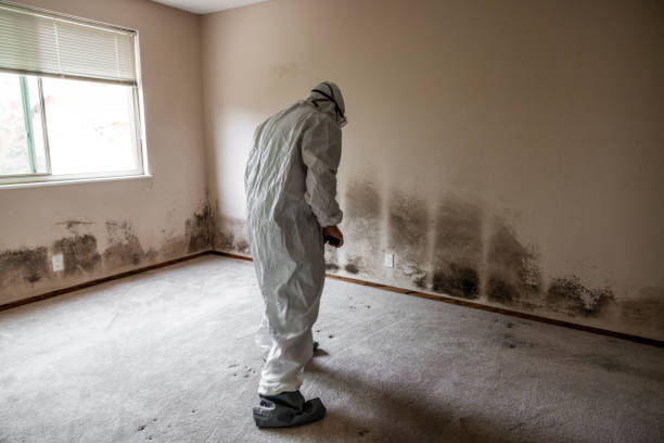 Best Mold Damage Repair  in Culloden, WV