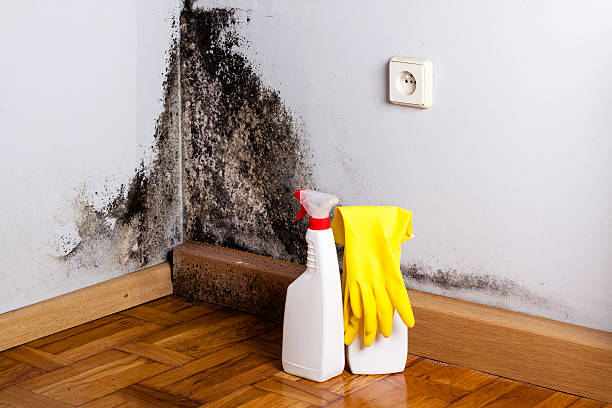 Mold Testing and Removal in Culloden, WV