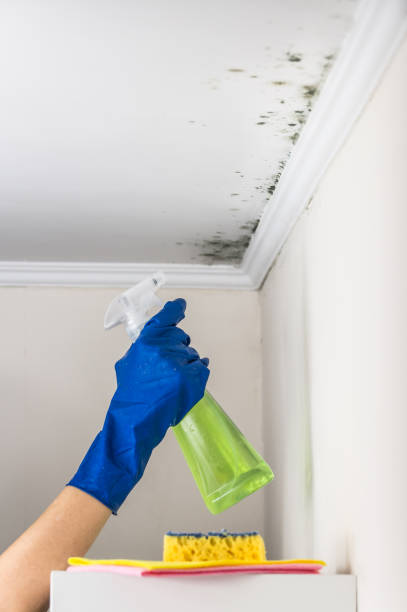 Best Toxic Mold Removal  in Culloden, WV